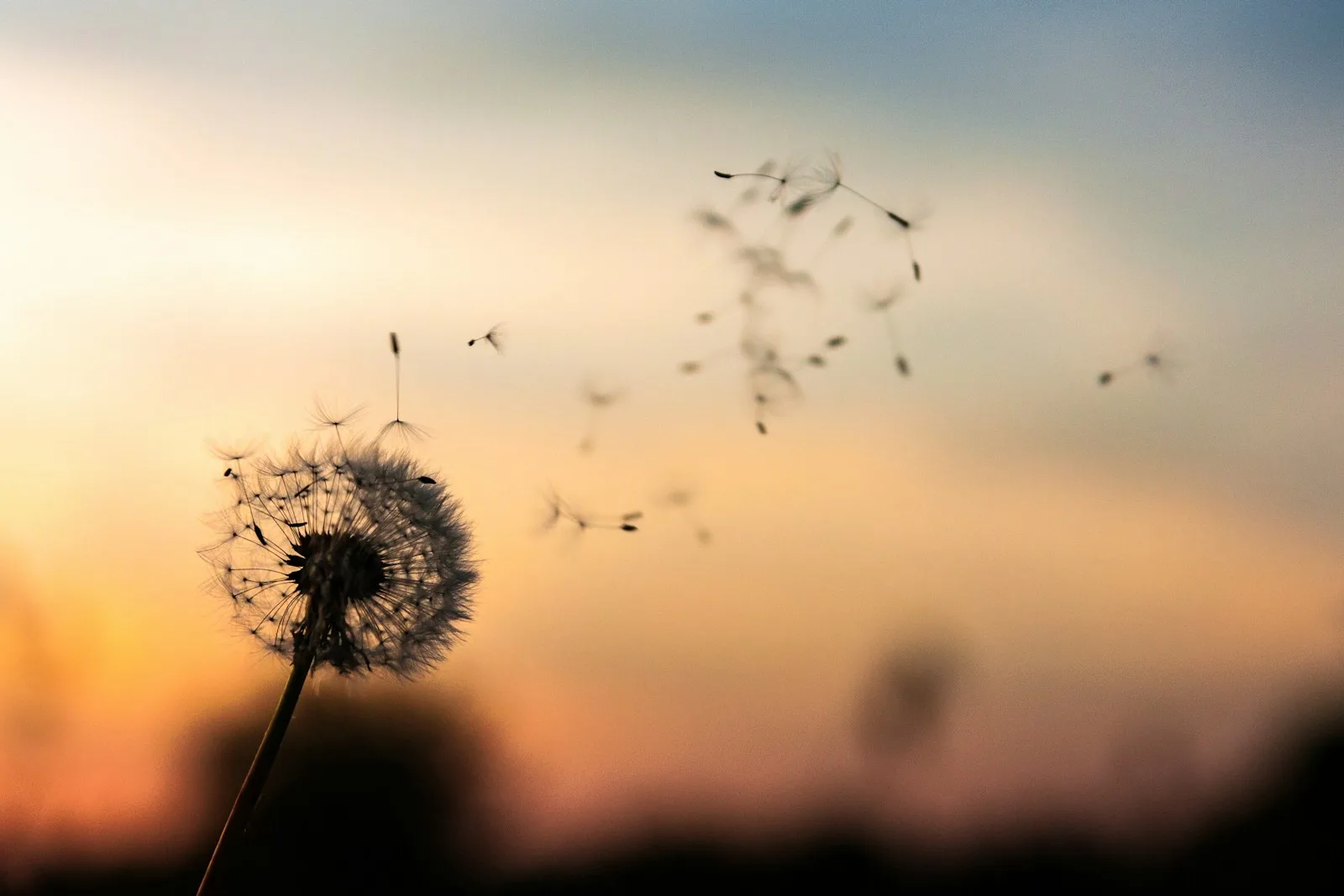 Pusteblume im Abendlicht